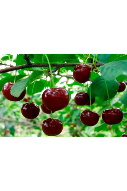 Плоды вишни великоплодной в саду.